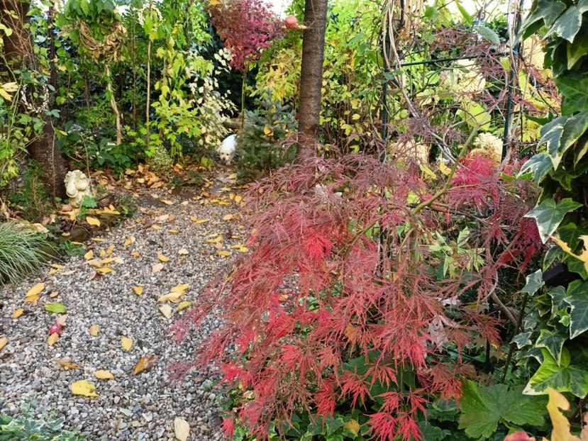  - Grădina 2024 continuare 4