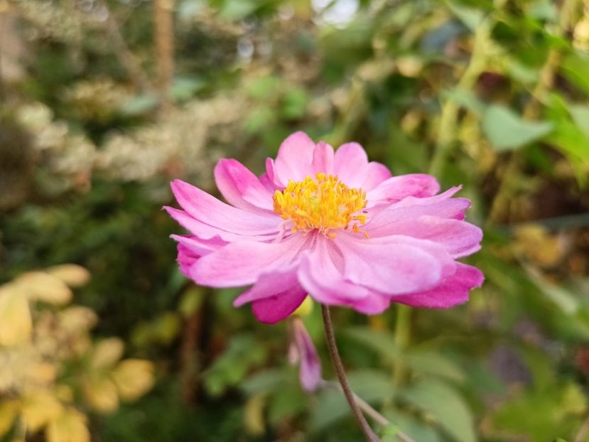 Pamina - Grădina 2024 continuare 4