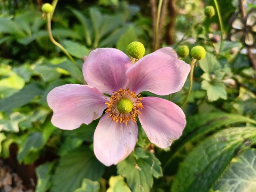 Praecox - Grădina 2024 continuare 4