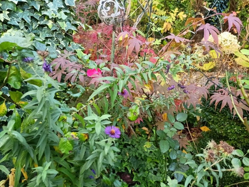 Osakazuki - Grădina 2024 continuare 4