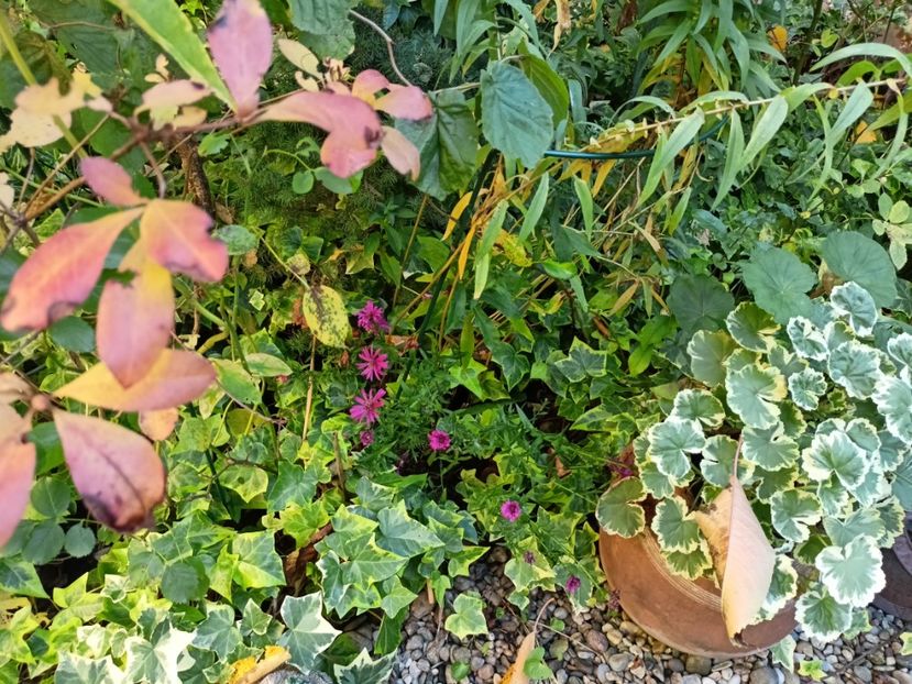  - Grădina 2024 continuare 4