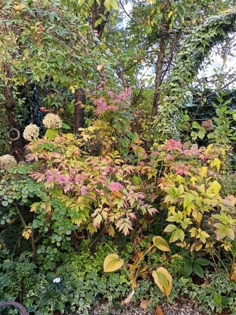  - Grădina 2024 continuare 4