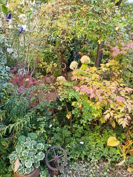  - Grădina 2024 continuare 4