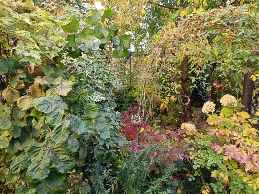  - Grădina 2024 continuare 4