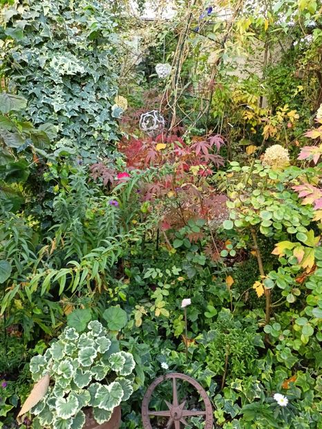  - Grădina 2024 continuare 4