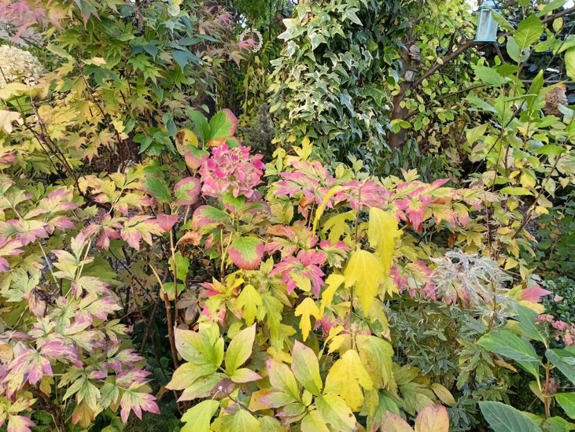  - Grădina 2024 continuare 4