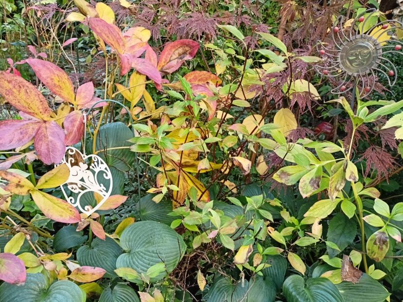  - Grădina 2024 continuare 4