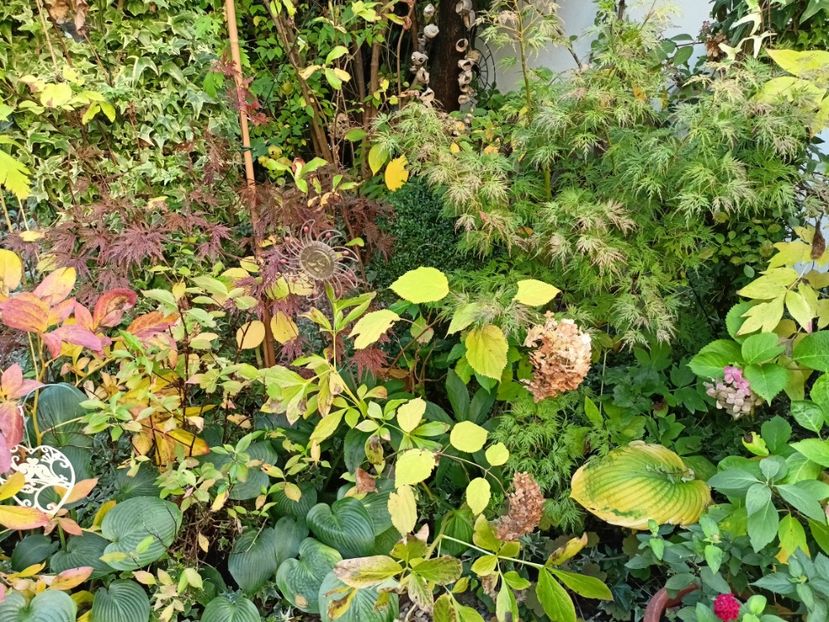  - Grădina 2024 continuare 4