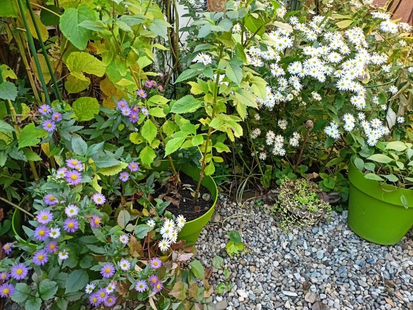 Ezo Murasaki și Starshine - Grădina 2024 continuare 4