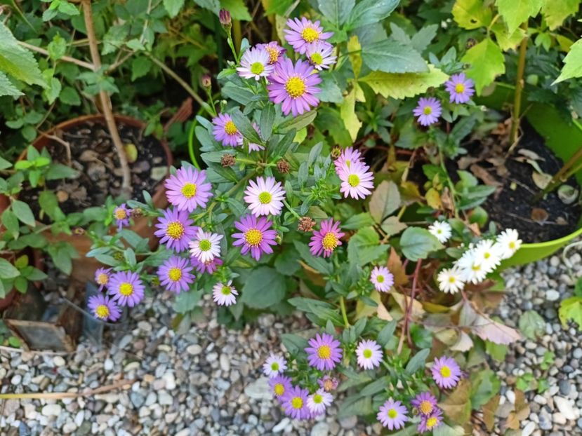 Ezo Murasaki - Grădina 2024 continuare 4