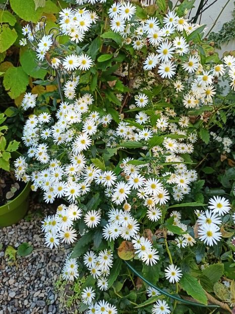 Starshine - Grădina 2024 continuare 4