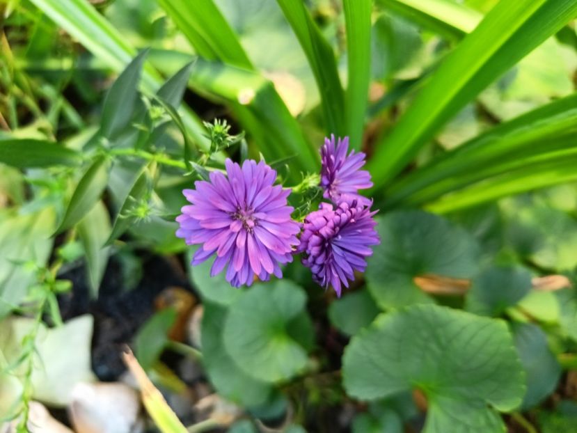  - Grădina 2024 continuare 4