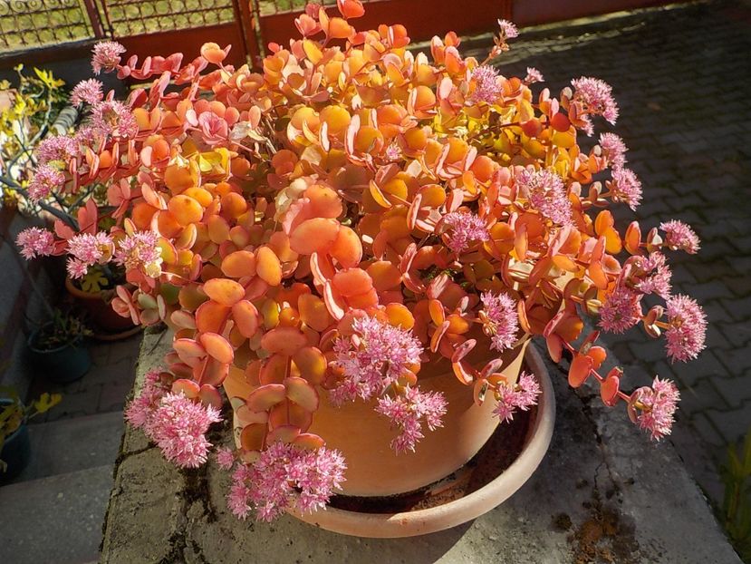  - sedum sieboldii