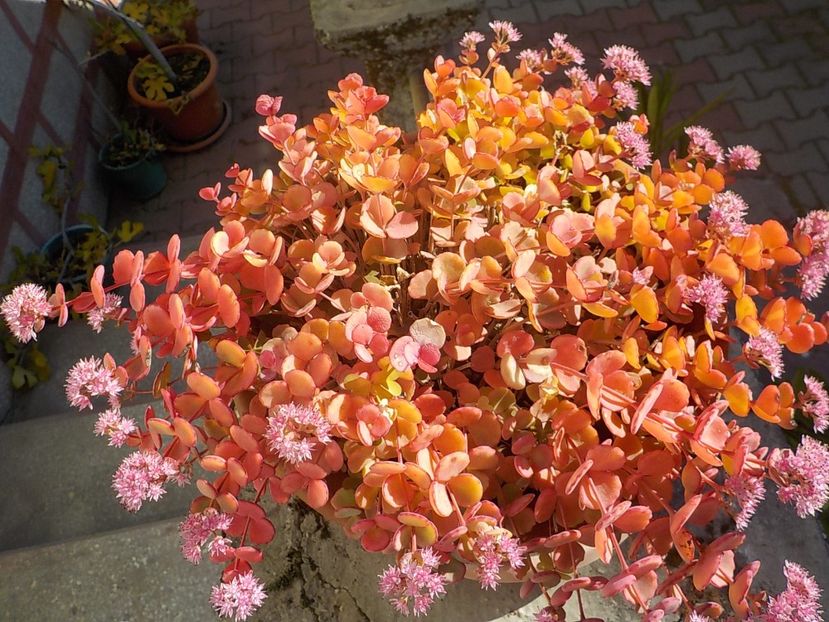  - sedum sieboldii