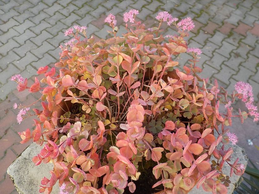  - sedum sieboldii