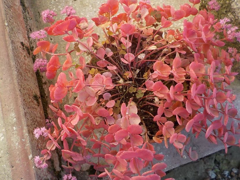  - sedum sieboldii