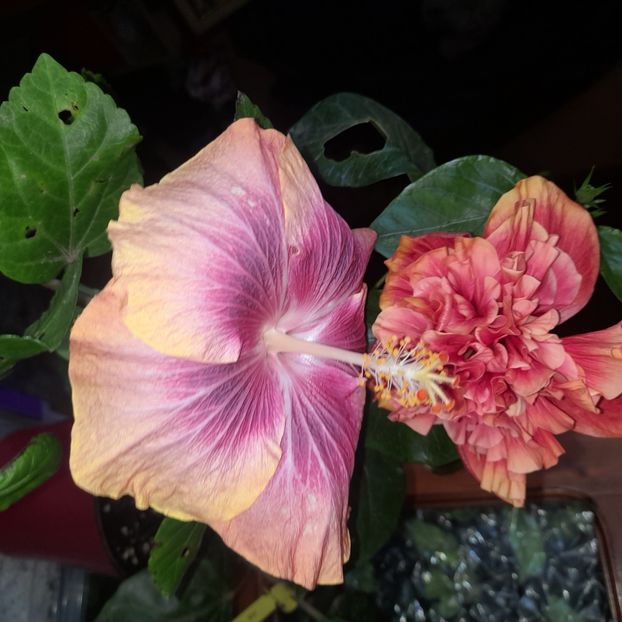  - Taiwan Magic Stoat