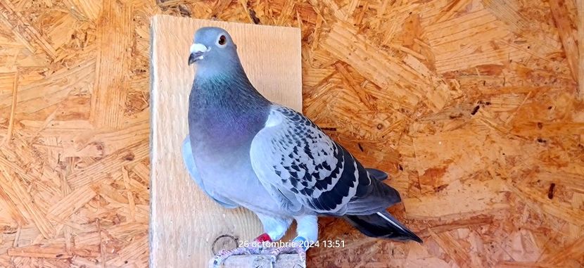 Horsta - Ispas van der Horst