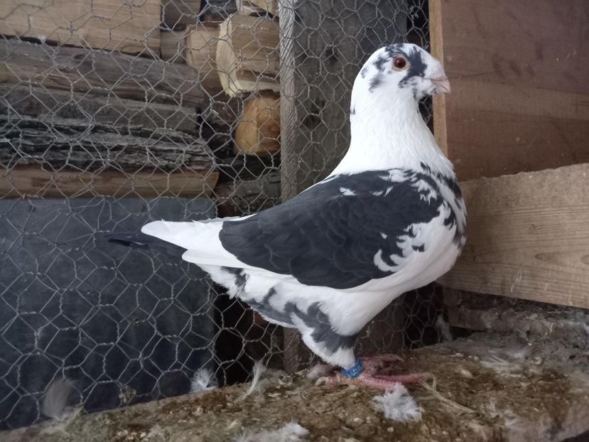 Femelă 2024 - AMERICAN GIANT HOMER FEMELE MATCĂ