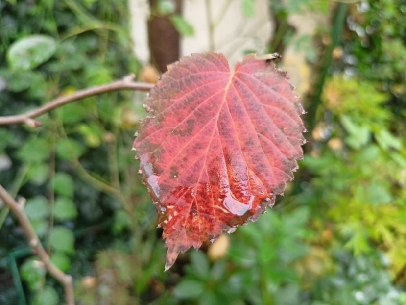 26.10.2024, Davidia involucrata - Grădina 2024 continuare 5