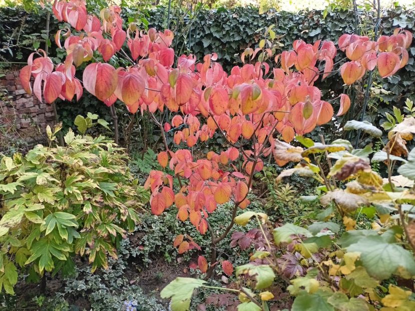 Cornus florida Cloud Nine - Grădina 2024 continuare 5