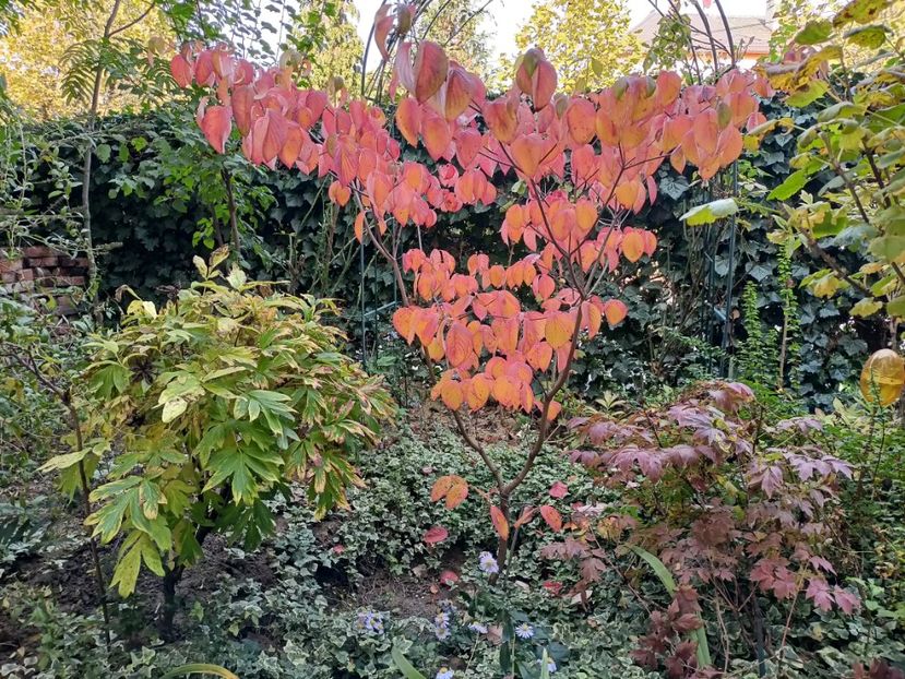  - Grădina 2024 continuare 5