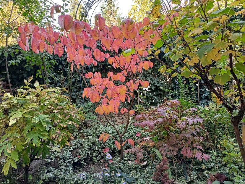  - Grădina 2024 continuare 5