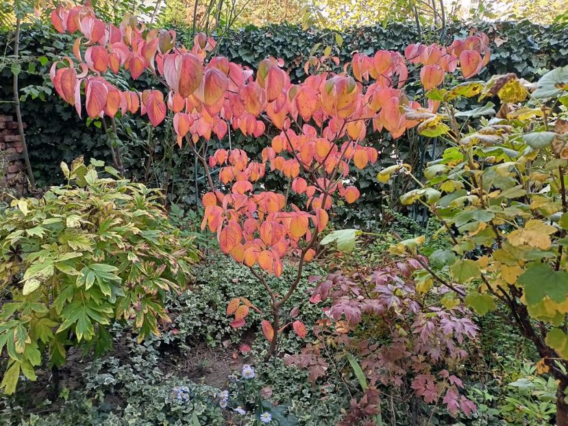  - Grădina 2024 continuare 5