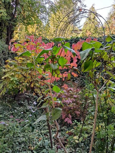  - Grădina 2024 continuare 5