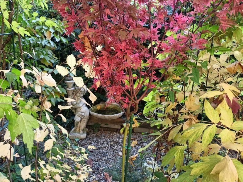 Shaina - Grădina 2024 continuare 5