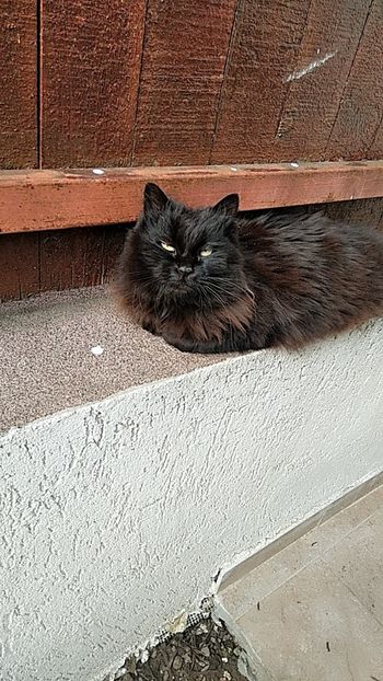  - Misiunea unei pisici