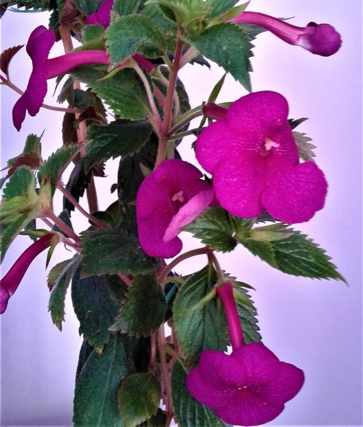  - achimenes Jenifer Goode iem 1985