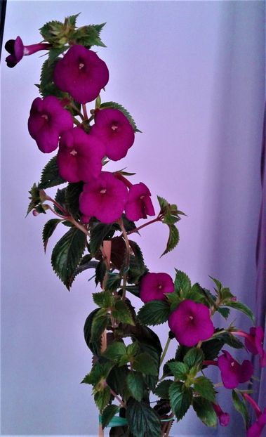  - achimenes Jenifer Goode iem 1985