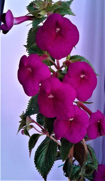  - achimenes Jenifer Goode iem 1985