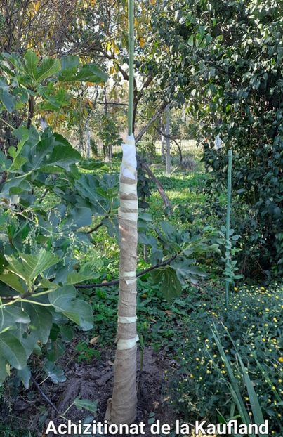 De la kaufland - Bananier Musa basjoo