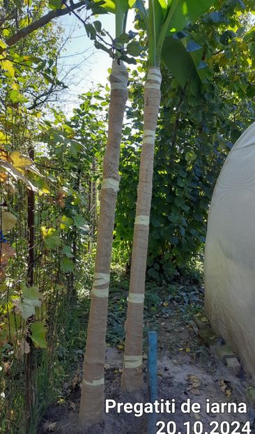 Pregatiti de iarna - Bananier Musa basjoo