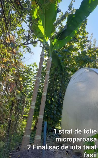 Infolierea bananilor - Bananier Musa basjoo