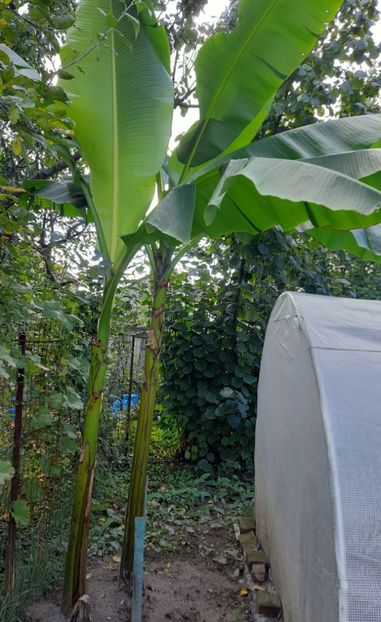 Poza mai din vara - Bananier Musa basjoo