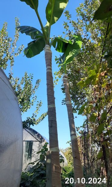 Pregatiti de iernat - Bananier Musa basjoo