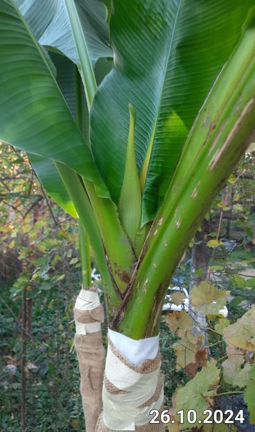 A scos capul - Bananier Musa basjoo