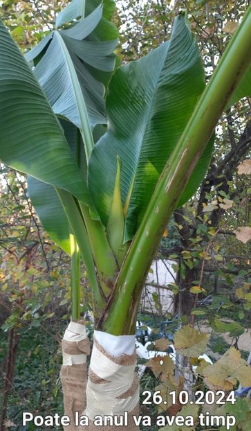 La anul avem asteptari - Bananier Musa basjoo