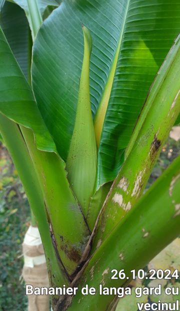 Octombrie 2024 - Bananier Musa basjoo