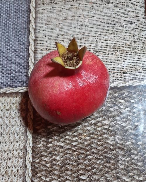 Cules astazi de proba - Rodiu Dente di Cavallo