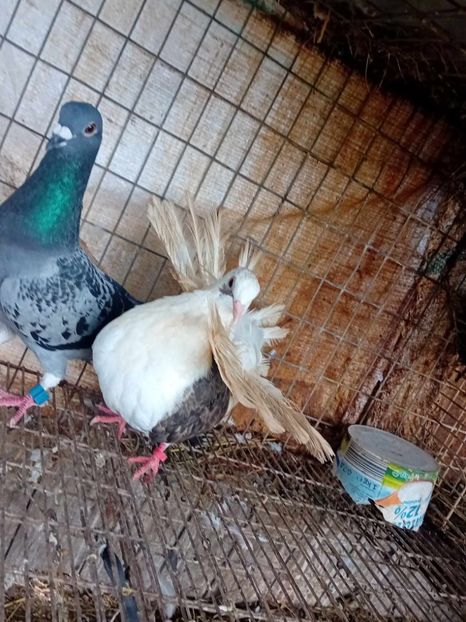 Messenger_creation_cb246e4b-a51c-4f96-9ce0-cf9272a1ee1e - vanduti