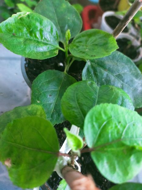 IMG20241026074853 - Butași înrădăcinați de hibiscus