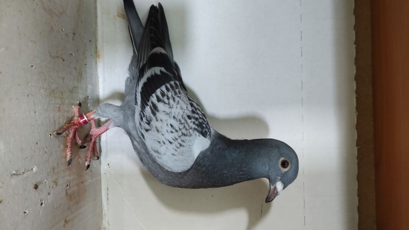  - De vânzare voiajori pui 2023