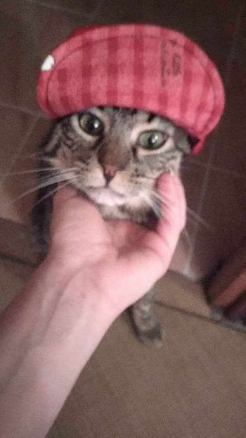  - Misiunea unei pisici