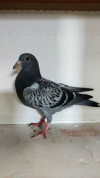  - De vânzare voiajori pui 2023