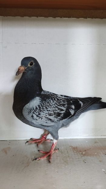  - De vânzare voiajori pui 2023