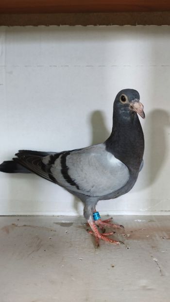  - De vânzare voiajori pui 2023